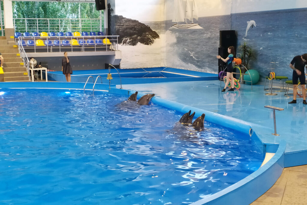 Плавательный бассейн в дельфинарии