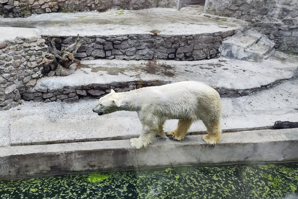 Белый медведь в николаевском зоопарке